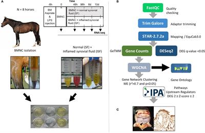 Transcriptional and Histochemical Signatures of Bone Marrow Mononuclear Cell-Mediated Resolution of Synovitis